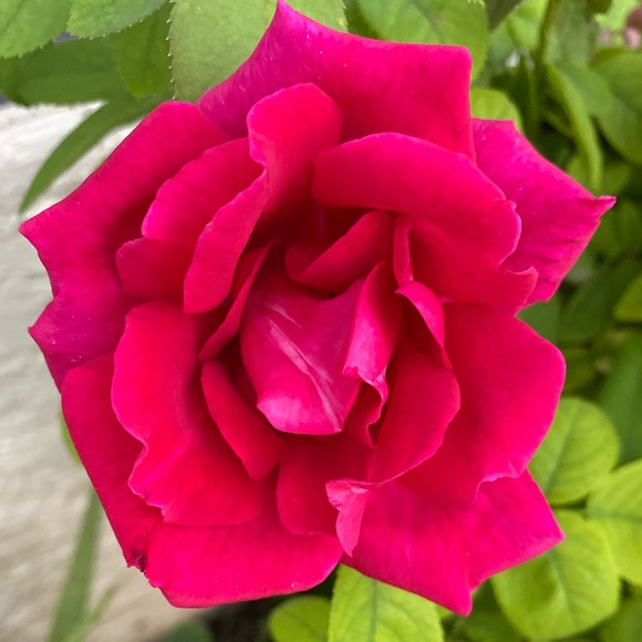 rosi7